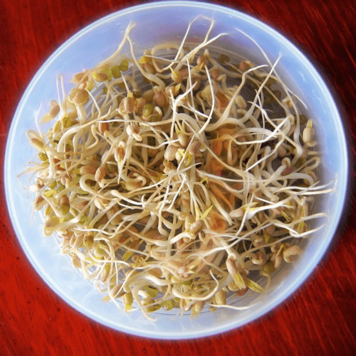 bean-sprouts